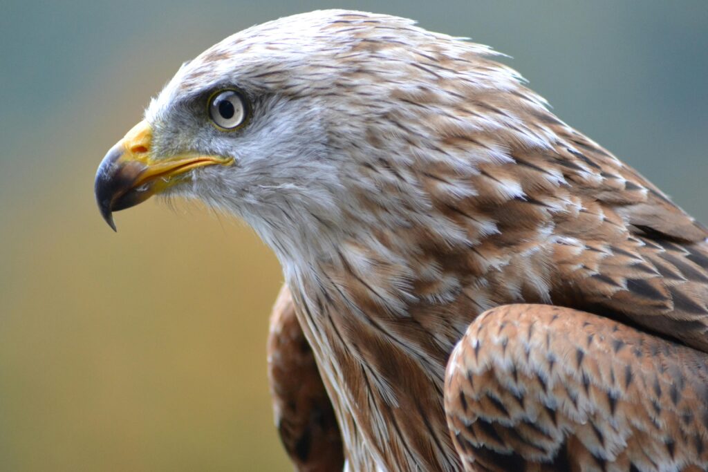 Find a local Pinellas bird expert to guide tours to view raptors