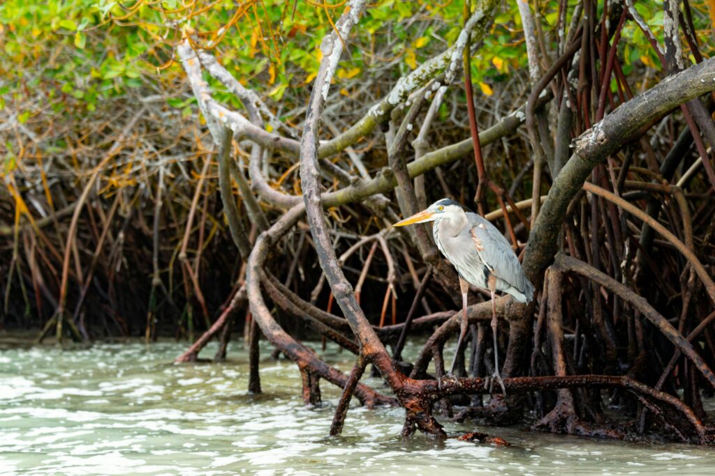 bird watching and walking trails to see birds like the great blue heron