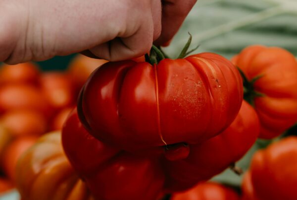 St Pete Florida farmer's markets