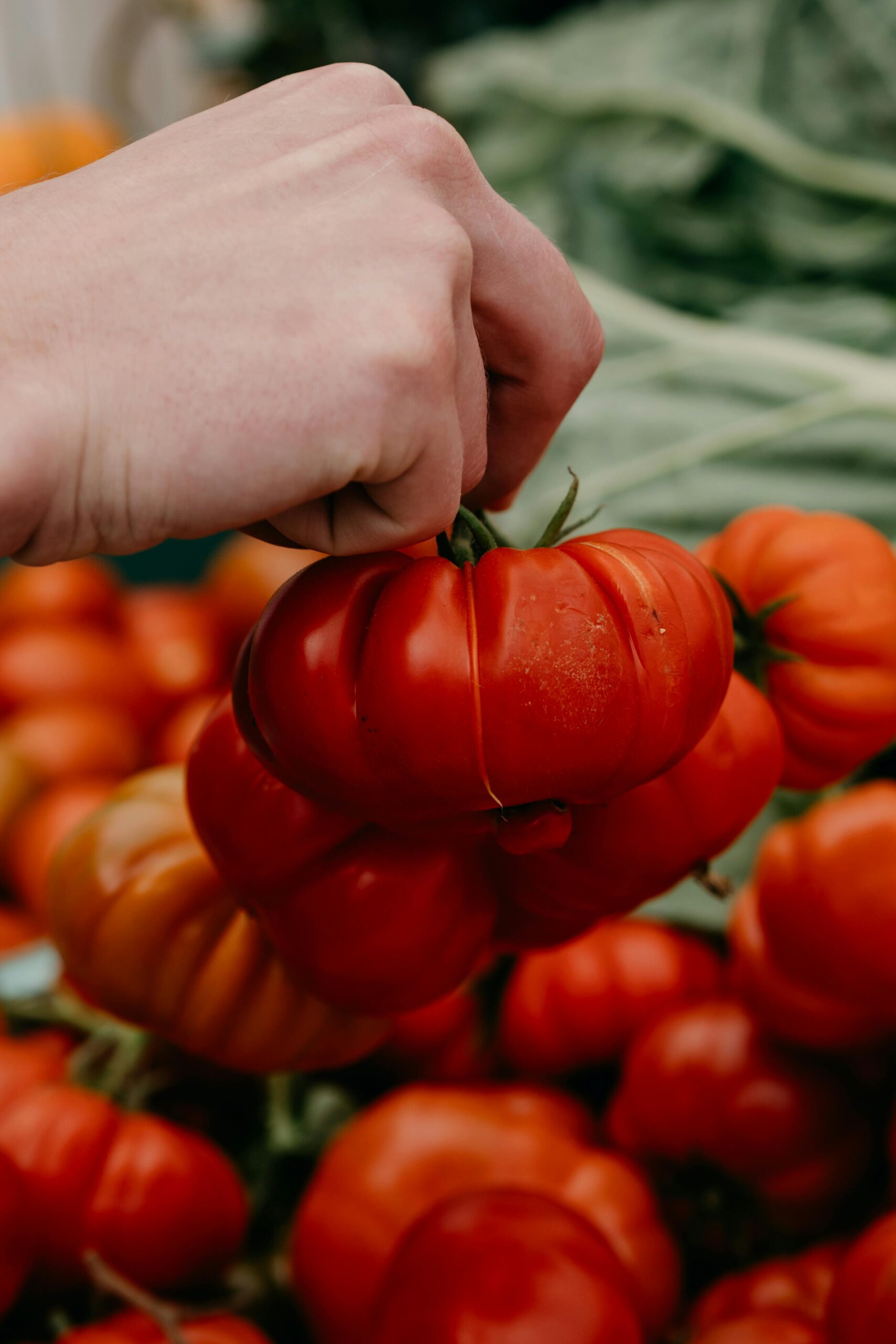 St Pete Florida farmer's markets