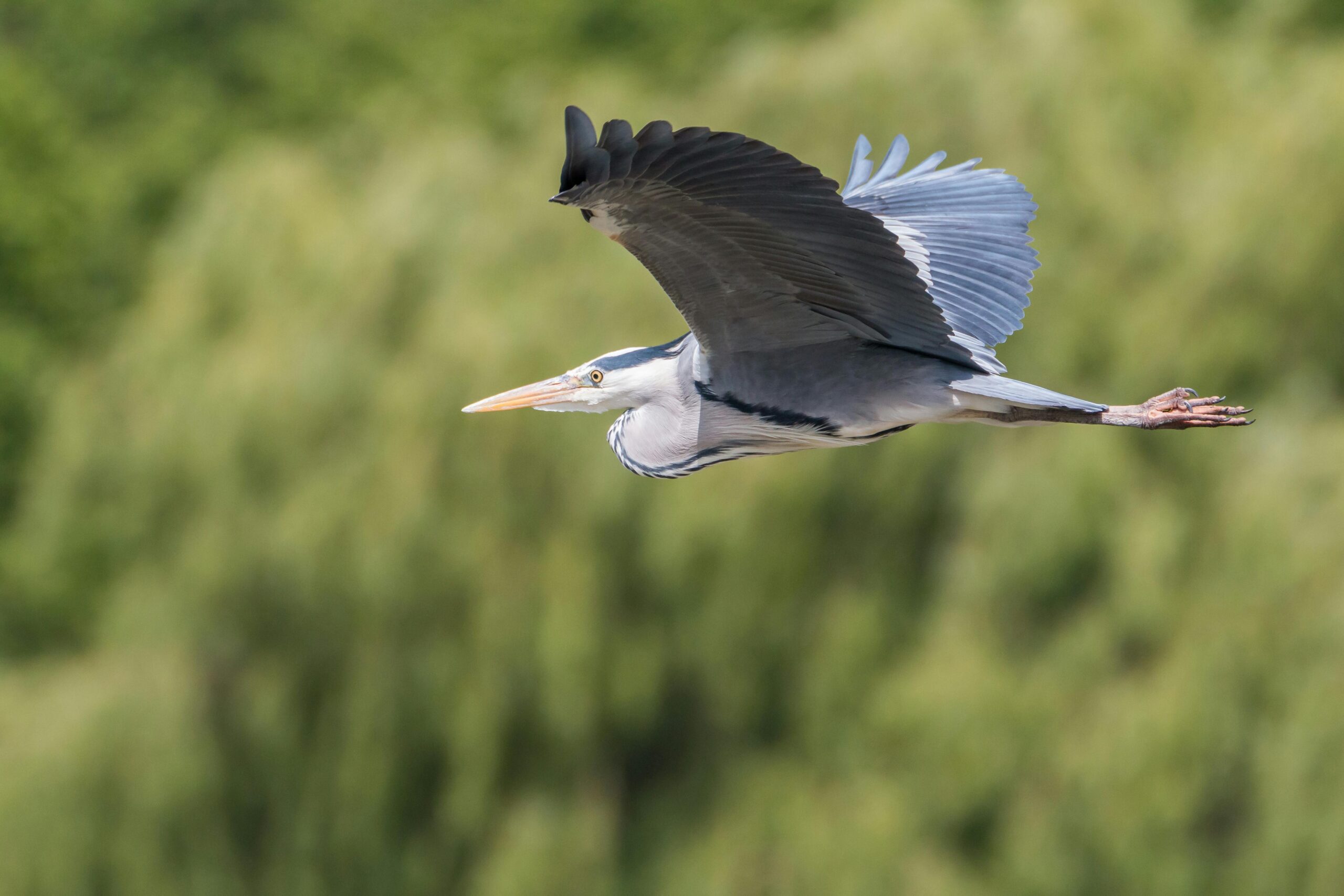 bird watching in St Pete, Florida