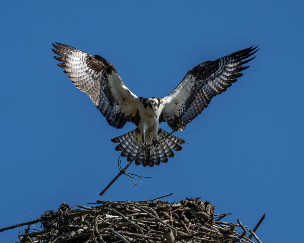 bird watching in places like Fort De Soto to see an osprey 